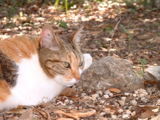 Photo de Chat domestique