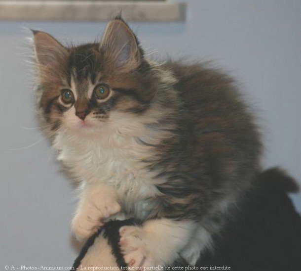 Photo de Maine coon