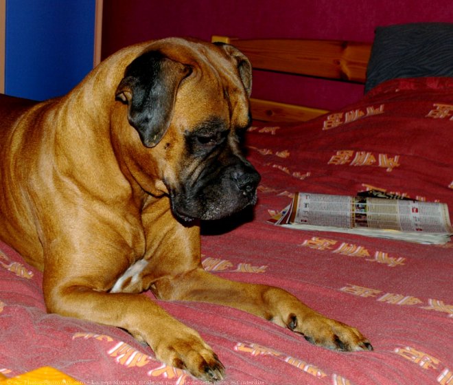 Photo de Boxer