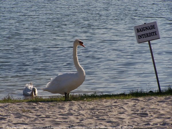 Photo de Cygne