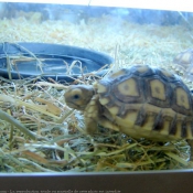 Photo de Tortue