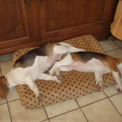 Photo de Beagle