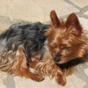 Photo de Yorkshire terrier