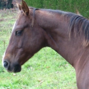 Photo de Quarter horse