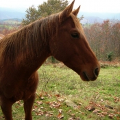 Photo de Quarter horse