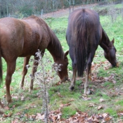 Photo de Quarter horse