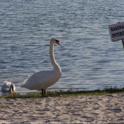 Photo de Cygne