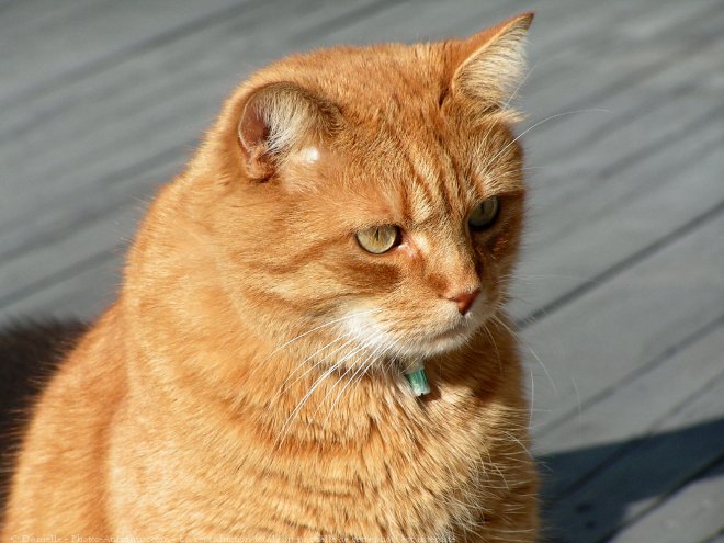 Photo de Chat domestique