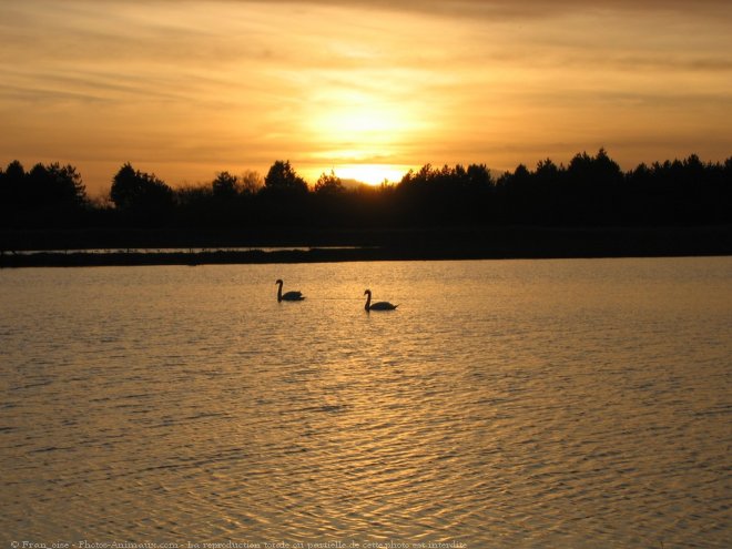 Photo de Cygne