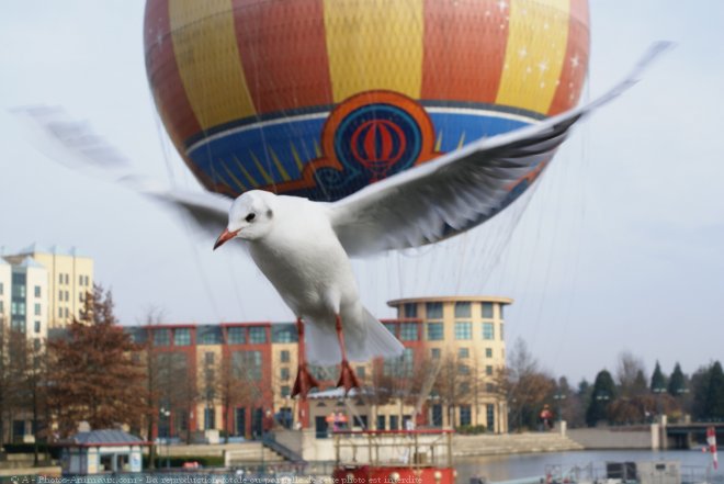 Photo de Mouette