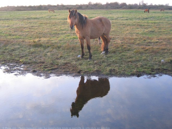 Photo de Races diffrentes