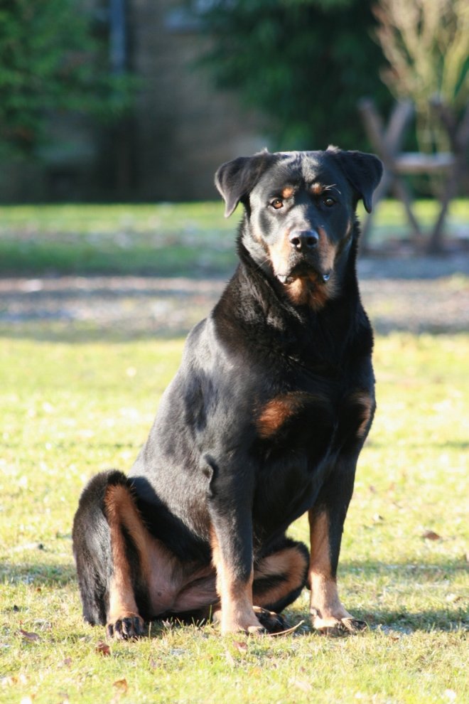 Photo de Rottweiler