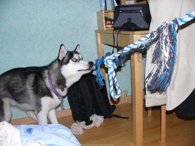 Photo de Husky siberien