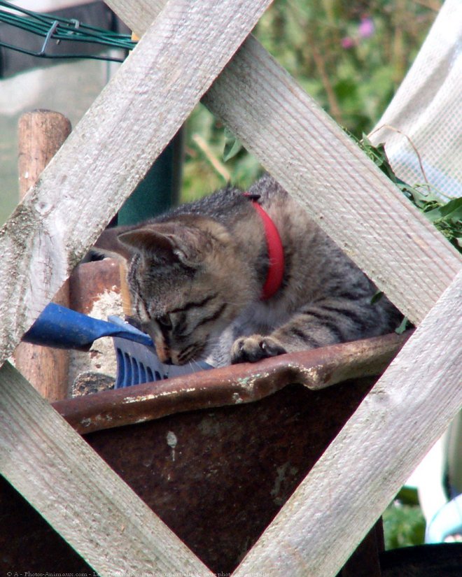 Photo de Chat domestique