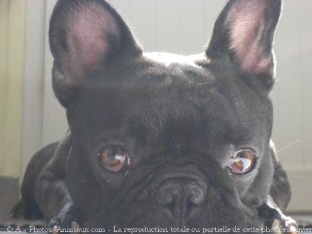 Photo de Bouledogue franais