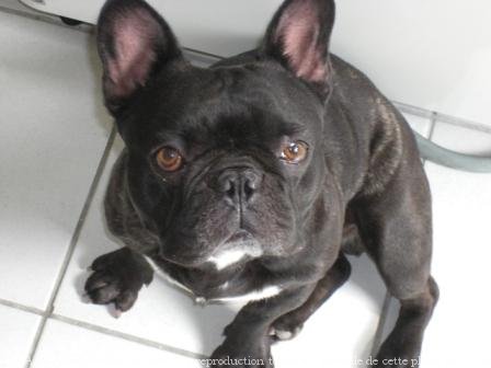 Photo de Bouledogue franais