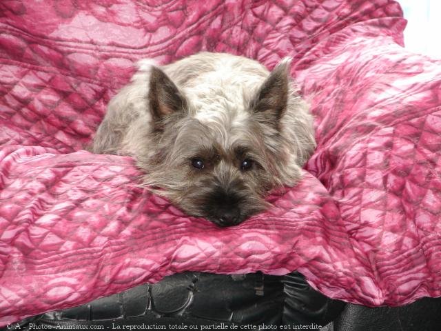 Photo de Cairn terrier