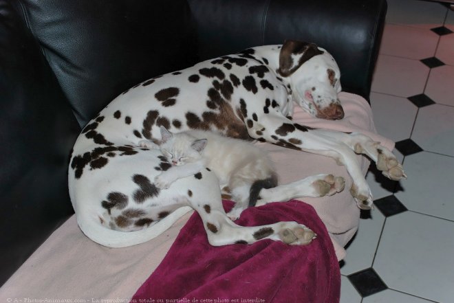 Photo de Dalmatien