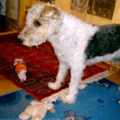 Photo de Fox terrier  poil dur