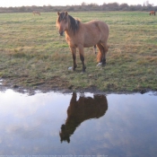 Photo de Races diffrentes