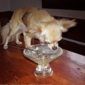 Photo de Chihuahua  poil long