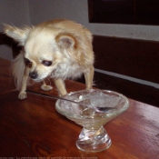 Photo de Chihuahua  poil long