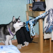 Photo de Husky siberien