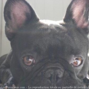 Photo de Bouledogue franais