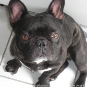 Photo de Bouledogue franais