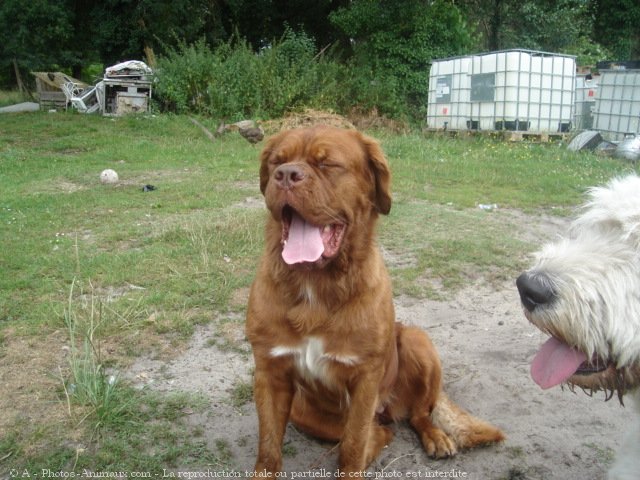 Photo de Dogue de bordeaux