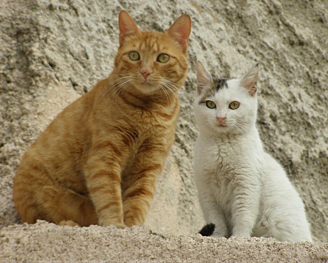 Photo de Chat domestique