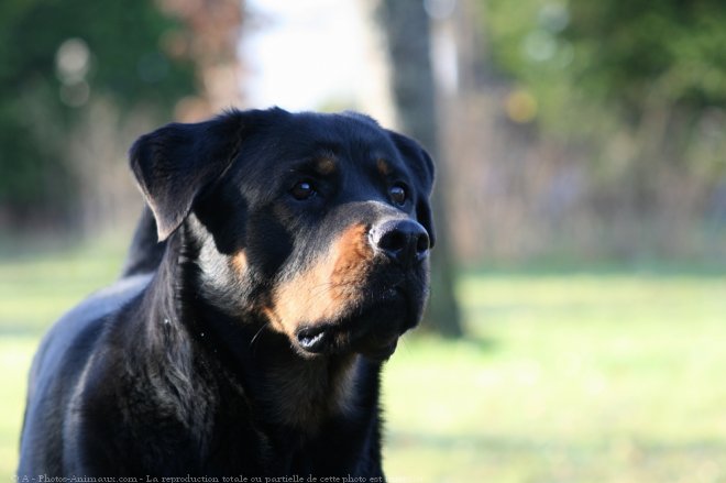 Photo de Rottweiler