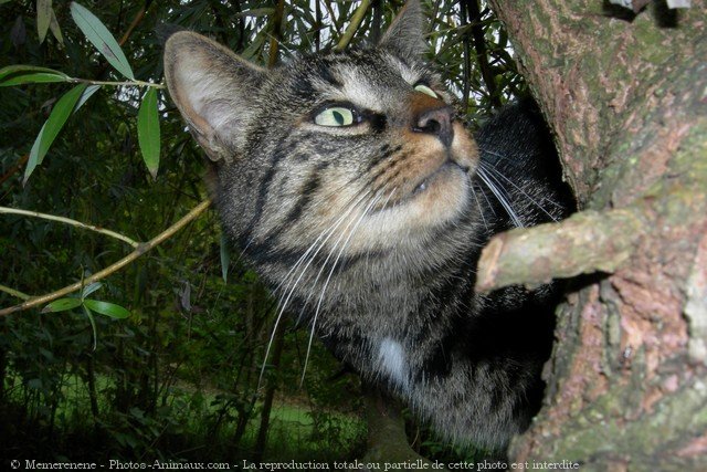 Photo de Chat domestique