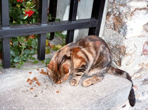 Photo de Chat domestique