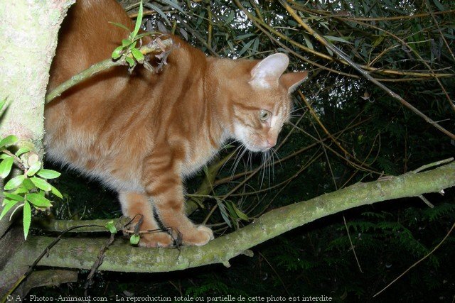 Photo de Chat domestique