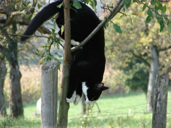 Photo de Chat domestique