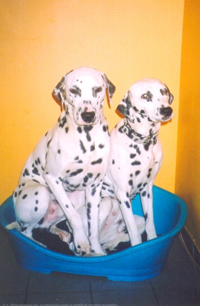 Photo de Dalmatien