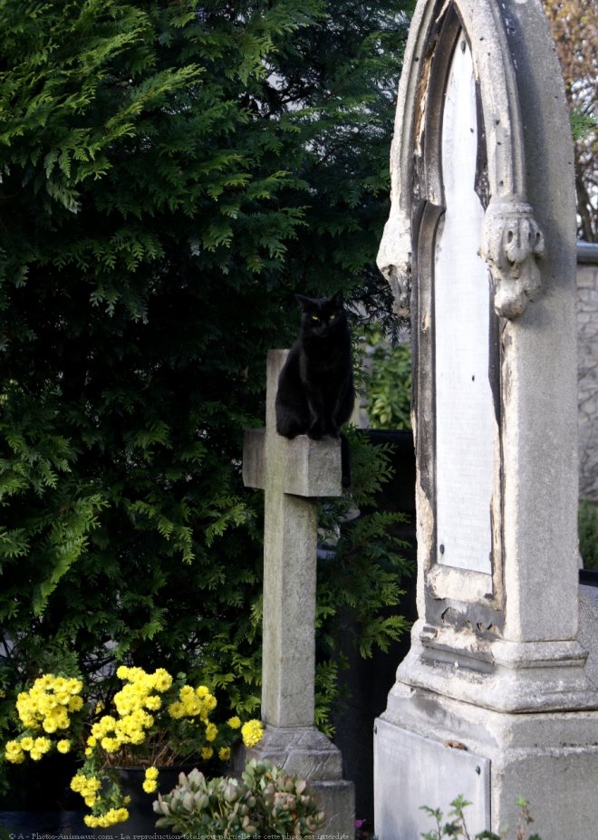 Photo de Chat domestique