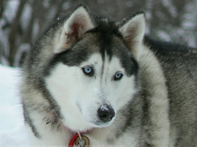 Photo de Husky siberien