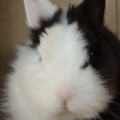 Photo de Lapin