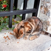 Photo de Chat domestique