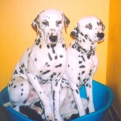 Photo de Dalmatien