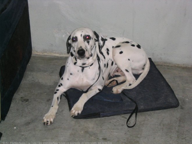 Photo de Dalmatien