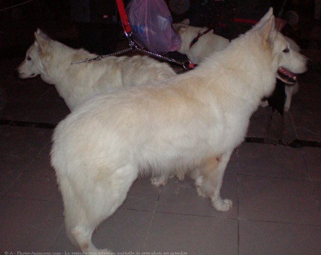 Photo de Berger blanc suisse