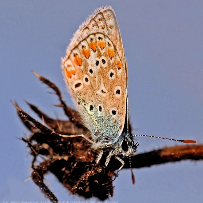 Photo de Papillon - le bel argus