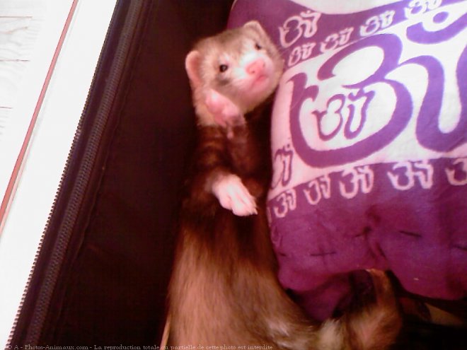 Photo de Furet