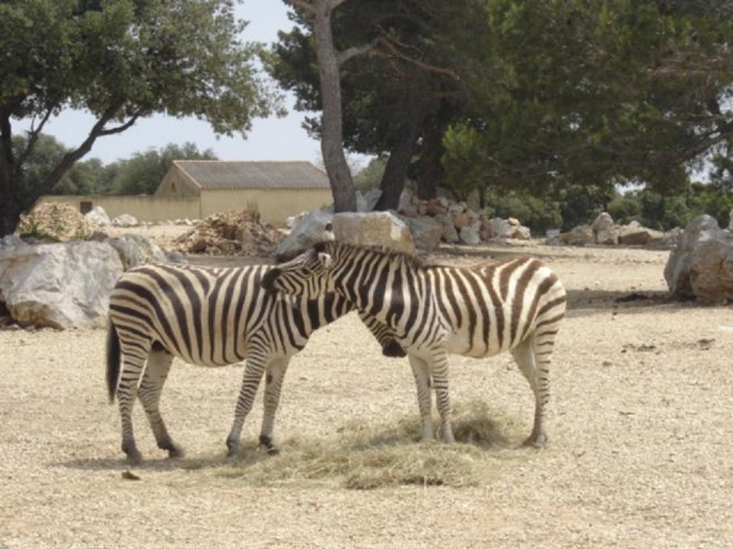 Photo de Zebre