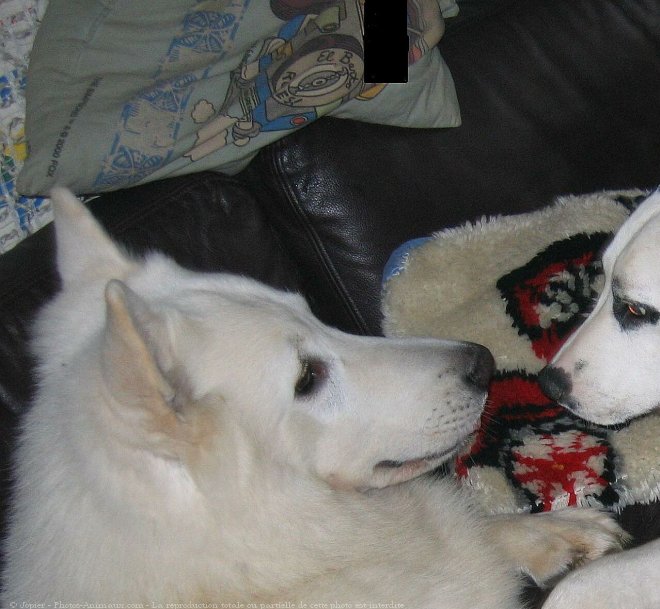 Photo de Berger blanc suisse