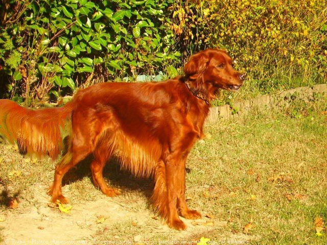 Photo de Setter irlandais rouge