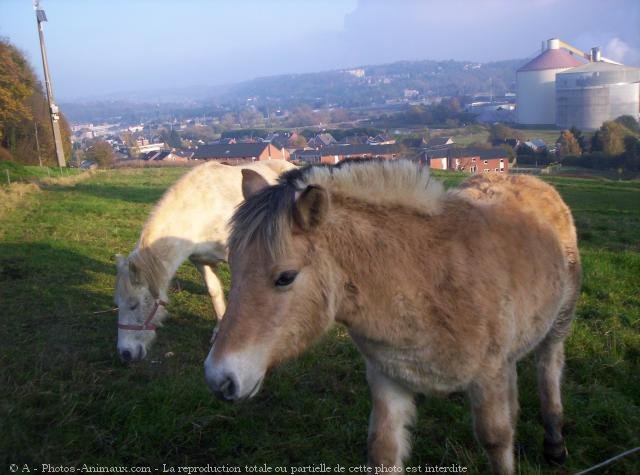 Photo de Races diffrentes